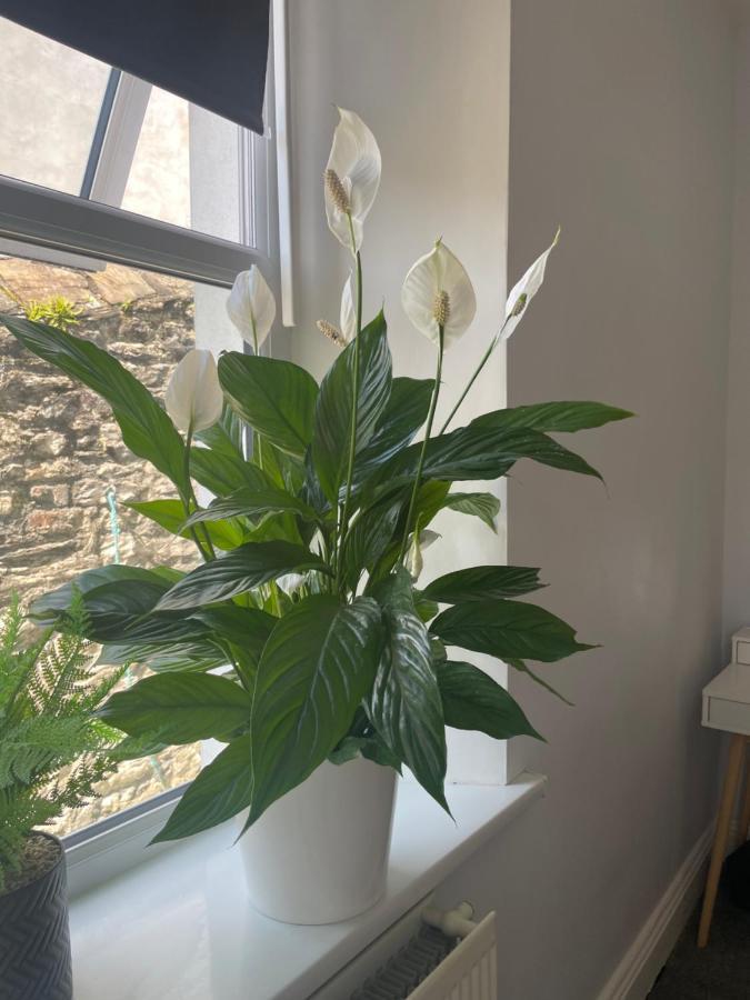 Great 2 Bedroom Flat 플리머스 외부 사진